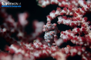 O n - P R E G N A N T
Pygmy Seahorse (Hippocampus bargib... by Irwin Ang 